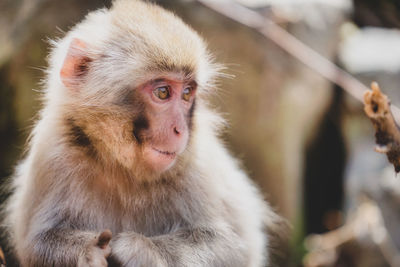 Close-up of monkey looking away