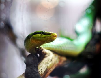 Close-up of snake on wood 