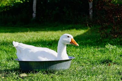 Side view of goose in container on grassy field