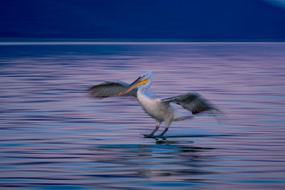 Duck swimming in lake