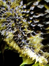 Close-up of yellow flowering plant