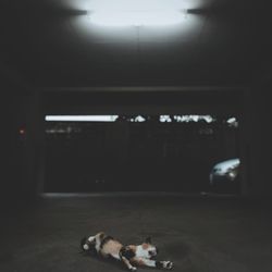Dog sleeping on floor