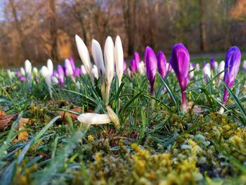 Close-up of purple crocus flowers on field