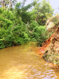 Scenic view of river amidst trees in forest
