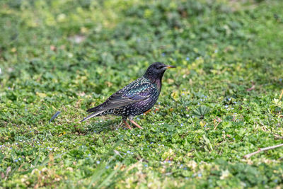 Bird in a field