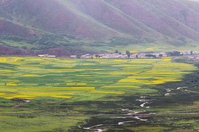 Scenic view of agricultural field