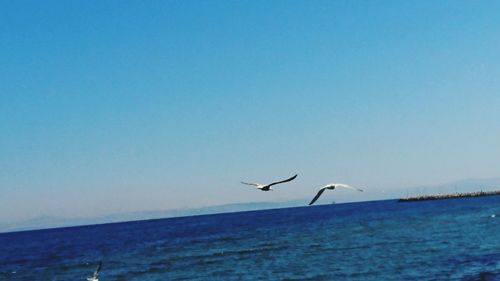 Birds flying over sea against clear blue sky