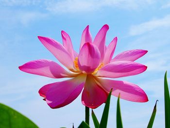 Close-up of pink cosmos flower blooming against sky