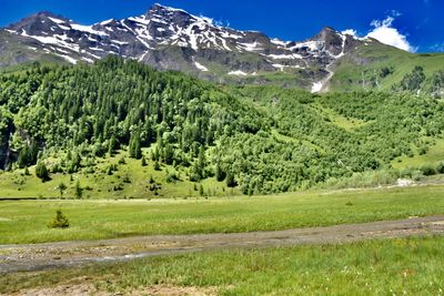 Scenic view of pine trees on field against sky