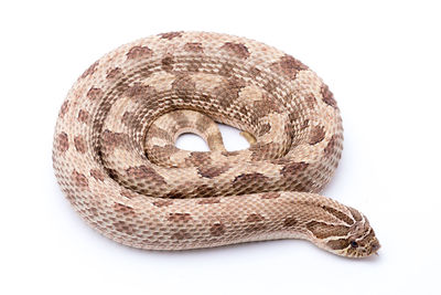 Close-up of snake over white background