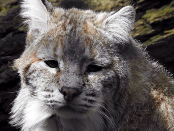 Close-up portrait of lion