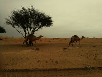 Horses on desert against sky