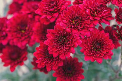 Close-up of red dahlia flowers