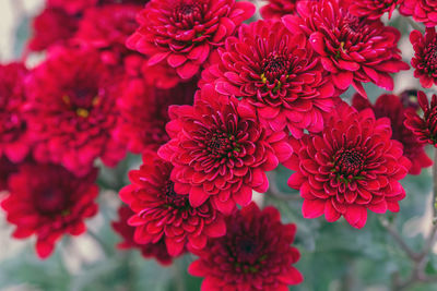 Red chrysanthemums close up in autumn sunny day in the garden. autumn flowers. flower head