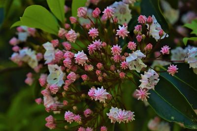 Close-up of pink flowering plants