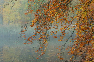 Reflection of trees in water