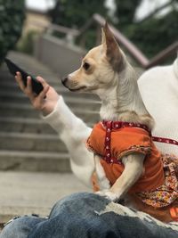 Midsection of man with dog on smart phone