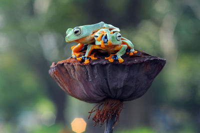 Close-up of frogs on flower