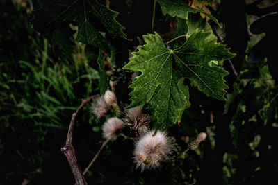 Close-up of flowering plant on field