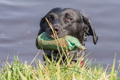 Head shot of a pedigree black labrador in the water with a training dummy in its mouth