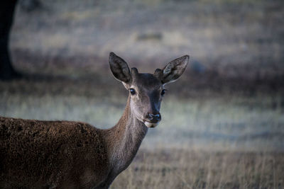 Portrait of deer on field