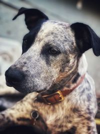 Close-up of dog looking away