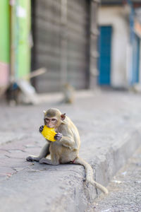 Portrait of a monkey in phra prang sam yot, lopburi, thailand