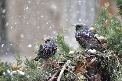 Starlings perching on tree in snowfall