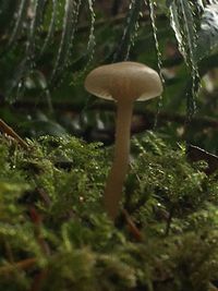 Close-up of fly agaric mushroom