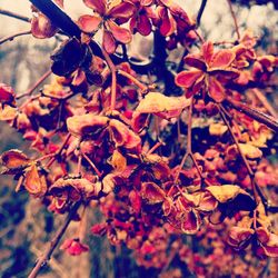 Close-up of leaves on branch