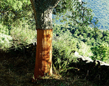 Close-up of tree trunk in forest