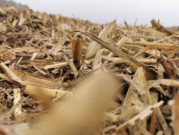 Close-up of dry plants on field