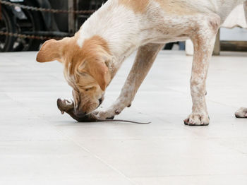 View of a dog sleeping on floor