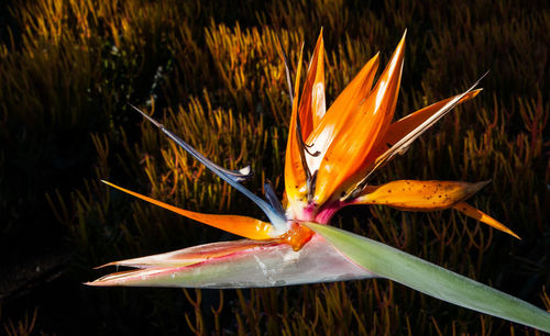 Close-up of orange flowering plant