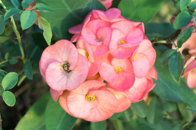 Close-up of pink flowers blooming outdoors