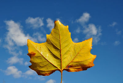 Close-up of yellow maple leaf against blue sky