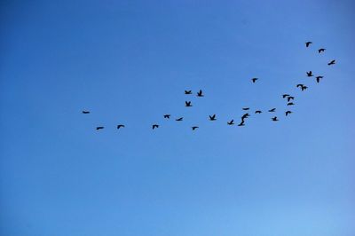 Low angle view of birds flying against blue sky