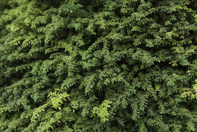 Full frame shot of pine tree