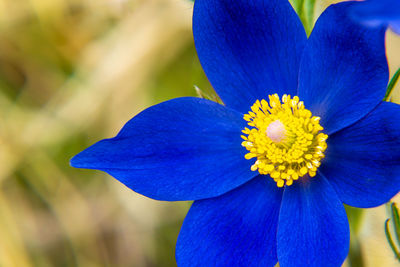 Close-up of purple flower