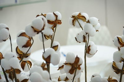 Close-up of white flowering plants