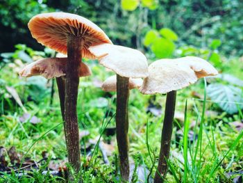 Close-up of mushroom growing in forest