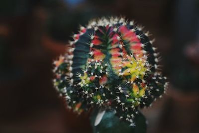 Close-up of cactus flower