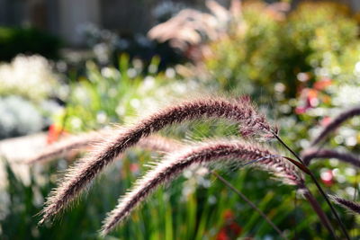 Close-up of plant growing on field