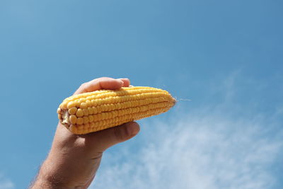 Cropped hand of man holding sweetcorn against blue sky