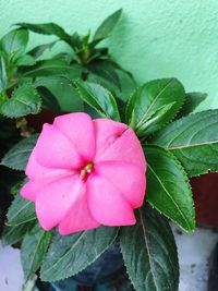 Close-up of pink flower blooming outdoors