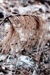 Close-up of dried plant on field