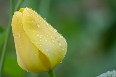 Close-up of wet yellow flower