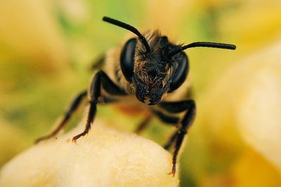 Close-up of insect on flower