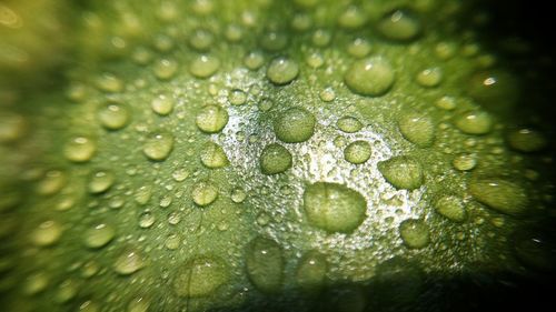 Close-up of water drops on leaf