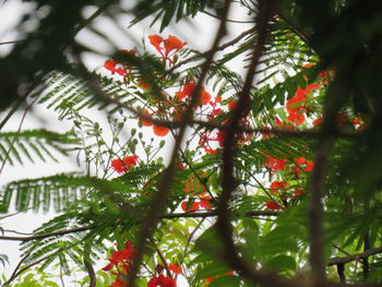 Low angle view of red leaves on tree